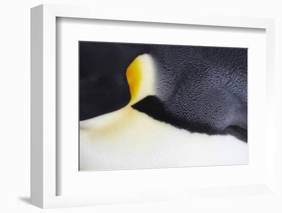 Emperor Penguin (Aptenodytes forsteri) adult, close-up of feathers, Snow Hill Island, Weddell Sea-Bill Coster-Framed Photographic Print