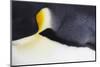 Emperor Penguin (Aptenodytes forsteri) adult, close-up of feathers, Snow Hill Island, Weddell Sea-Bill Coster-Mounted Photographic Print
