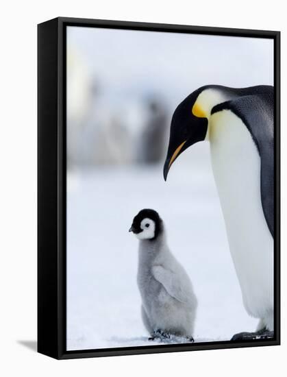 Emperor Penguin (Aptenodytes Forsteri) and Chick, Snow Hill Island, Weddell Sea, Antarctica-Thorsten Milse-Framed Stretched Canvas