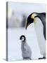 Emperor Penguin (Aptenodytes Forsteri) and Chick, Snow Hill Island, Weddell Sea, Antarctica-Thorsten Milse-Stretched Canvas