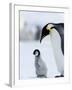 Emperor Penguin (Aptenodytes Forsteri) and Chick, Snow Hill Island, Weddell Sea, Antarctica-Thorsten Milse-Framed Photographic Print