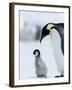 Emperor Penguin (Aptenodytes Forsteri) and Chick, Snow Hill Island, Weddell Sea, Antarctica-Thorsten Milse-Framed Photographic Print