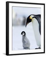 Emperor Penguin (Aptenodytes Forsteri) and Chick, Snow Hill Island, Weddell Sea, Antarctica-Thorsten Milse-Framed Photographic Print