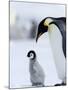Emperor Penguin (Aptenodytes Forsteri) and Chick, Snow Hill Island, Weddell Sea, Antarctica-Thorsten Milse-Mounted Photographic Print
