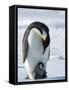 Emperor Penguin (Aptenodytes Forsteri) and Chick, Snow Hill Island, Weddell Sea, Antarctica-Thorsten Milse-Framed Stretched Canvas