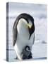 Emperor Penguin (Aptenodytes Forsteri) and Chick, Snow Hill Island, Weddell Sea, Antarctica-Thorsten Milse-Stretched Canvas