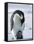 Emperor Penguin (Aptenodytes Forsteri) and Chick, Snow Hill Island, Weddell Sea, Antarctica-Thorsten Milse-Framed Stretched Canvas