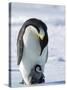 Emperor Penguin (Aptenodytes Forsteri) and Chick, Snow Hill Island, Weddell Sea, Antarctica-Thorsten Milse-Stretched Canvas