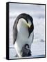 Emperor Penguin (Aptenodytes Forsteri) and Chick, Snow Hill Island, Weddell Sea, Antarctica-Thorsten Milse-Framed Stretched Canvas
