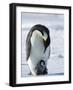 Emperor Penguin (Aptenodytes Forsteri) and Chick, Snow Hill Island, Weddell Sea, Antarctica-Thorsten Milse-Framed Photographic Print