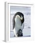 Emperor Penguin (Aptenodytes Forsteri) and Chick, Snow Hill Island, Weddell Sea, Antarctica-Thorsten Milse-Framed Photographic Print