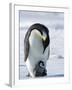 Emperor Penguin (Aptenodytes Forsteri) and Chick, Snow Hill Island, Weddell Sea, Antarctica-Thorsten Milse-Framed Photographic Print