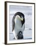 Emperor Penguin (Aptenodytes Forsteri) and Chick, Snow Hill Island, Weddell Sea, Antarctica-Thorsten Milse-Framed Photographic Print