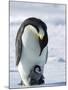 Emperor Penguin (Aptenodytes Forsteri) and Chick, Snow Hill Island, Weddell Sea, Antarctica-Thorsten Milse-Mounted Photographic Print