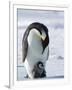 Emperor Penguin (Aptenodytes Forsteri) and Chick, Snow Hill Island, Weddell Sea, Antarctica-Thorsten Milse-Framed Photographic Print