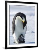 Emperor Penguin (Aptenodytes Forsteri) and Chick, Snow Hill Island, Weddell Sea, Antarctica-Thorsten Milse-Framed Photographic Print