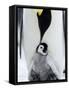 Emperor Penguin (Aptenodytes Forsteri) and Chick, Snow Hill Island, Weddell Sea, Antarctica-Thorsten Milse-Framed Stretched Canvas