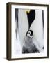 Emperor Penguin (Aptenodytes Forsteri) and Chick, Snow Hill Island, Weddell Sea, Antarctica-Thorsten Milse-Framed Photographic Print