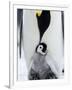 Emperor Penguin (Aptenodytes Forsteri) and Chick, Snow Hill Island, Weddell Sea, Antarctica-Thorsten Milse-Framed Photographic Print