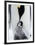 Emperor Penguin (Aptenodytes Forsteri) and Chick, Snow Hill Island, Weddell Sea, Antarctica-Thorsten Milse-Framed Photographic Print