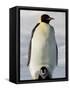 Emperor Penguin (Aptenodytes Forsteri) and Chick, Snow Hill Island, Weddell Sea, Antarctica-Thorsten Milse-Framed Stretched Canvas