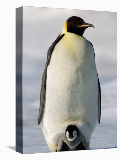 Emperor Penguin (Aptenodytes Forsteri) and Chick, Snow Hill Island, Weddell Sea, Antarctica-Thorsten Milse-Stretched Canvas