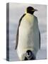 Emperor Penguin (Aptenodytes Forsteri) and Chick, Snow Hill Island, Weddell Sea, Antarctica-Thorsten Milse-Stretched Canvas