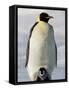 Emperor Penguin (Aptenodytes Forsteri) and Chick, Snow Hill Island, Weddell Sea, Antarctica-Thorsten Milse-Framed Stretched Canvas