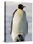 Emperor Penguin (Aptenodytes Forsteri) and Chick, Snow Hill Island, Weddell Sea, Antarctica-Thorsten Milse-Stretched Canvas