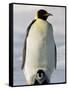 Emperor Penguin (Aptenodytes Forsteri) and Chick, Snow Hill Island, Weddell Sea, Antarctica-Thorsten Milse-Framed Stretched Canvas