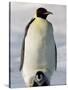 Emperor Penguin (Aptenodytes Forsteri) and Chick, Snow Hill Island, Weddell Sea, Antarctica-Thorsten Milse-Stretched Canvas