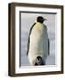 Emperor Penguin (Aptenodytes Forsteri) and Chick, Snow Hill Island, Weddell Sea, Antarctica-Thorsten Milse-Framed Photographic Print