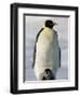 Emperor Penguin (Aptenodytes Forsteri) and Chick, Snow Hill Island, Weddell Sea, Antarctica-Thorsten Milse-Framed Photographic Print