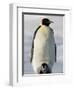 Emperor Penguin (Aptenodytes Forsteri) and Chick, Snow Hill Island, Weddell Sea, Antarctica-Thorsten Milse-Framed Photographic Print