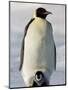 Emperor Penguin (Aptenodytes Forsteri) and Chick, Snow Hill Island, Weddell Sea, Antarctica-Thorsten Milse-Mounted Photographic Print