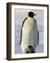 Emperor Penguin (Aptenodytes Forsteri) and Chick, Snow Hill Island, Weddell Sea, Antarctica-Thorsten Milse-Framed Photographic Print