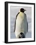 Emperor Penguin (Aptenodytes Forsteri) and Chick, Snow Hill Island, Weddell Sea, Antarctica-Thorsten Milse-Framed Photographic Print