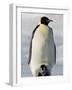 Emperor Penguin (Aptenodytes Forsteri) and Chick, Snow Hill Island, Weddell Sea, Antarctica-Thorsten Milse-Framed Photographic Print