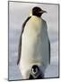 Emperor Penguin (Aptenodytes Forsteri) and Chick, Snow Hill Island, Weddell Sea, Antarctica-Thorsten Milse-Mounted Photographic Print