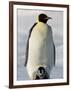 Emperor Penguin (Aptenodytes Forsteri) and Chick, Snow Hill Island, Weddell Sea, Antarctica-Thorsten Milse-Framed Photographic Print