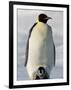 Emperor Penguin (Aptenodytes Forsteri) and Chick, Snow Hill Island, Weddell Sea, Antarctica-Thorsten Milse-Framed Photographic Print