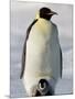 Emperor Penguin (Aptenodytes Forsteri) and Chick, Snow Hill Island, Weddell Sea, Antarctica-Thorsten Milse-Mounted Photographic Print