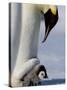 Emperor Penguin (Aptenodytes Forsteri) and Chick, Snow Hill Island, Weddell Sea, Antarctica-Thorsten Milse-Stretched Canvas