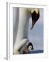 Emperor Penguin (Aptenodytes Forsteri) and Chick, Snow Hill Island, Weddell Sea, Antarctica-Thorsten Milse-Framed Photographic Print