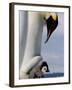 Emperor Penguin (Aptenodytes Forsteri) and Chick, Snow Hill Island, Weddell Sea, Antarctica-Thorsten Milse-Framed Photographic Print