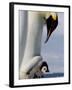 Emperor Penguin (Aptenodytes Forsteri) and Chick, Snow Hill Island, Weddell Sea, Antarctica-Thorsten Milse-Framed Photographic Print