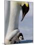 Emperor Penguin (Aptenodytes Forsteri) and Chick, Snow Hill Island, Weddell Sea, Antarctica-Thorsten Milse-Mounted Photographic Print