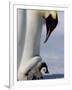 Emperor Penguin (Aptenodytes Forsteri) and Chick, Snow Hill Island, Weddell Sea, Antarctica-Thorsten Milse-Framed Photographic Print