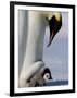 Emperor Penguin (Aptenodytes Forsteri) and Chick, Snow Hill Island, Weddell Sea, Antarctica-Thorsten Milse-Framed Photographic Print