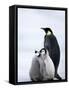 Emperor Penguin (Aptenodytes Forsteri) and Chicks, Snow Hill Island, Weddell Sea, Antarctica-Thorsten Milse-Framed Stretched Canvas